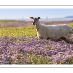 Les moutons de près-salés au Cap Hornu