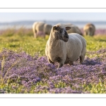 Les moutons de près-salés au Cap Hornu