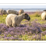 Les moutons de près-salés au Cap Hornu