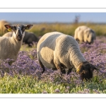 Les moutons de près-salés au Cap Hornu