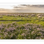 Les moutons de près-salés au Cap Hornu