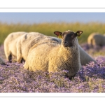 Les moutons de près-salés au Cap Hornu