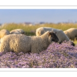 Les moutons de près-salés au Cap Hornu