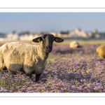 Les moutons de près-salés au Cap Hornu