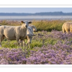 Les moutons de près-salés au Cap Hornu