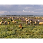 Les moutons de près-salés au Cap Hornu