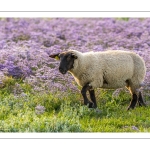 Les moutons de près-salés au Cap Hornu