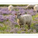 Les moutons de près-salés au Cap Hornu