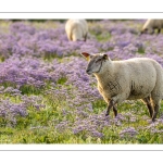 Les moutons de près-salés au Cap Hornu