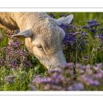 Les moutons de près-salés au Cap Hornu