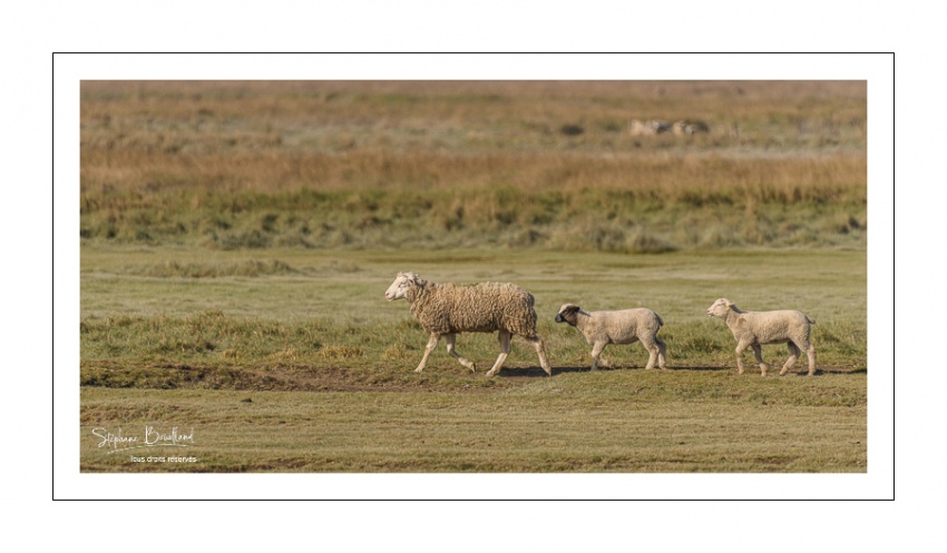 Les moutons d'estran au printemps, brebis accompagnées de leurs agneaux