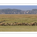 Les moutons d'estran au printemps, brebis accompagnées de leurs agneaux