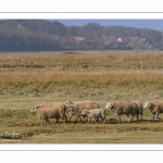 Les moutons d'estran au printemps, brebis accompagnées de leurs agneaux