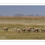 Les moutons d'estran au printemps, brebis accompagnées de leurs agneaux