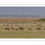 Les moutons d'estran au printemps, brebis accompagnées de leurs agneaux