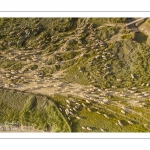 Moutons de prés salés en baie de Somme (vue aérienne)