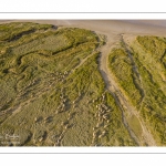 Moutons de prés salés en baie de Somme (vue aérienne)