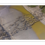 Moutons de prés salés en baie de Somme (vue aérienne)