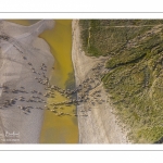 Moutons de prés salés en baie de Somme (vue aérienne)