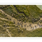 Moutons de prés salés en baie de Somme (vue aérienne)