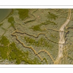 Moutons de prés salés en baie de Somme (vue aérienne)