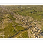 Moutons de prés-salés en baie de Somme (vue aérienne)