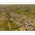 Moutons de prés-salés en baie de Somme (vue aérienne)