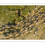 Moutons de prés-salés en baie de Somme (vue aérienne)