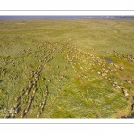 Moutons de prés-salés en baie de Somme (vue aérienne)