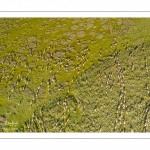 Moutons de prés-salés en baie de Somme (vue aérienne)