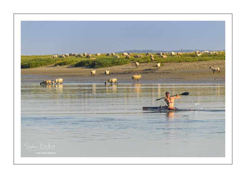 Kayak et moutons d'estran en baie de Somme