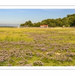 Lilas de mer au Cap Hornu