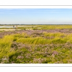 Lilas de mer au Cap Hornu