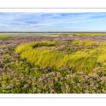 Lilas de mer au Cap Hornu