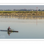 Kayak et moutons d'estran en baie de Somme