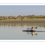 Kayak et moutons d'estran en baie de Somme