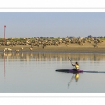 Kayak et moutons d'estran en baie de Somme