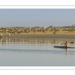 Kayak et moutons d'estran en baie de Somme