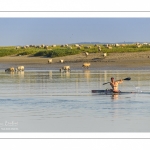 Kayak et moutons d'estran en baie de Somme