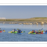 Kayak et moutons d'estran en baie de Somme