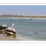 Kayak et moutons d'estran en baie de Somme