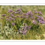 Statice commun - Lilas de mer (Limonium vulgare)