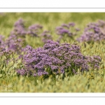 Statice commun - Lilas de mer (Limonium vulgare)