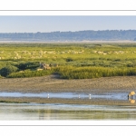 Moutons d'estran venus boire dans le chenal de la Somme