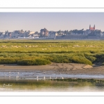 Moutons d'estran venus boire dans le chenal de la Somme