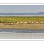 Moutons d'estran venus boire dans le chenal de la Somme