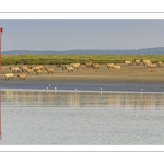 Moutons d'estran venus boire dans le chenal de la Somme