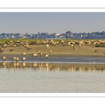 Moutons d'estran venus boire dans le chenal de la Somme