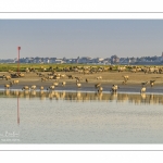 Moutons d'estran venus boire dans le chenal de la Somme