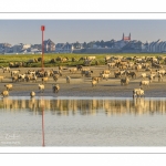 Moutons d'estran venus boire dans le chenal de la Somme